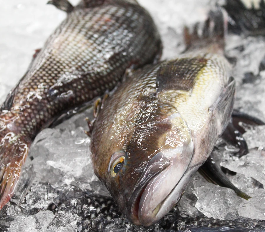 Whole Black Sea Bass on crushed ice