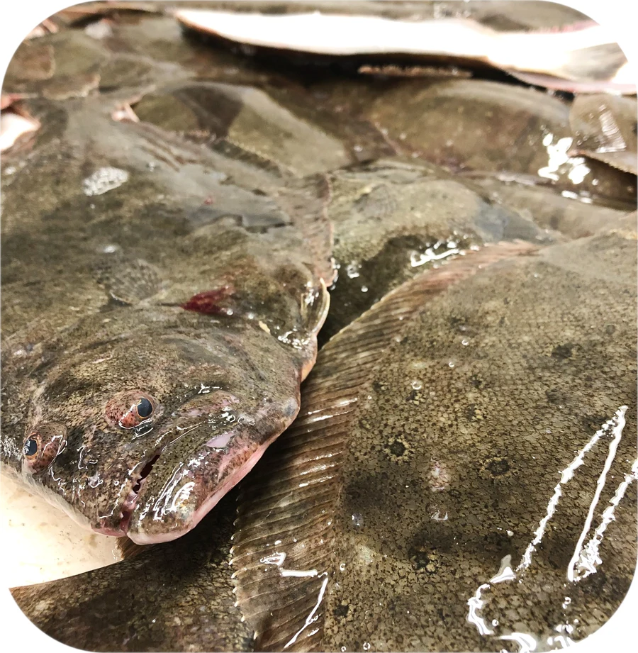 Whole Fluke before processing