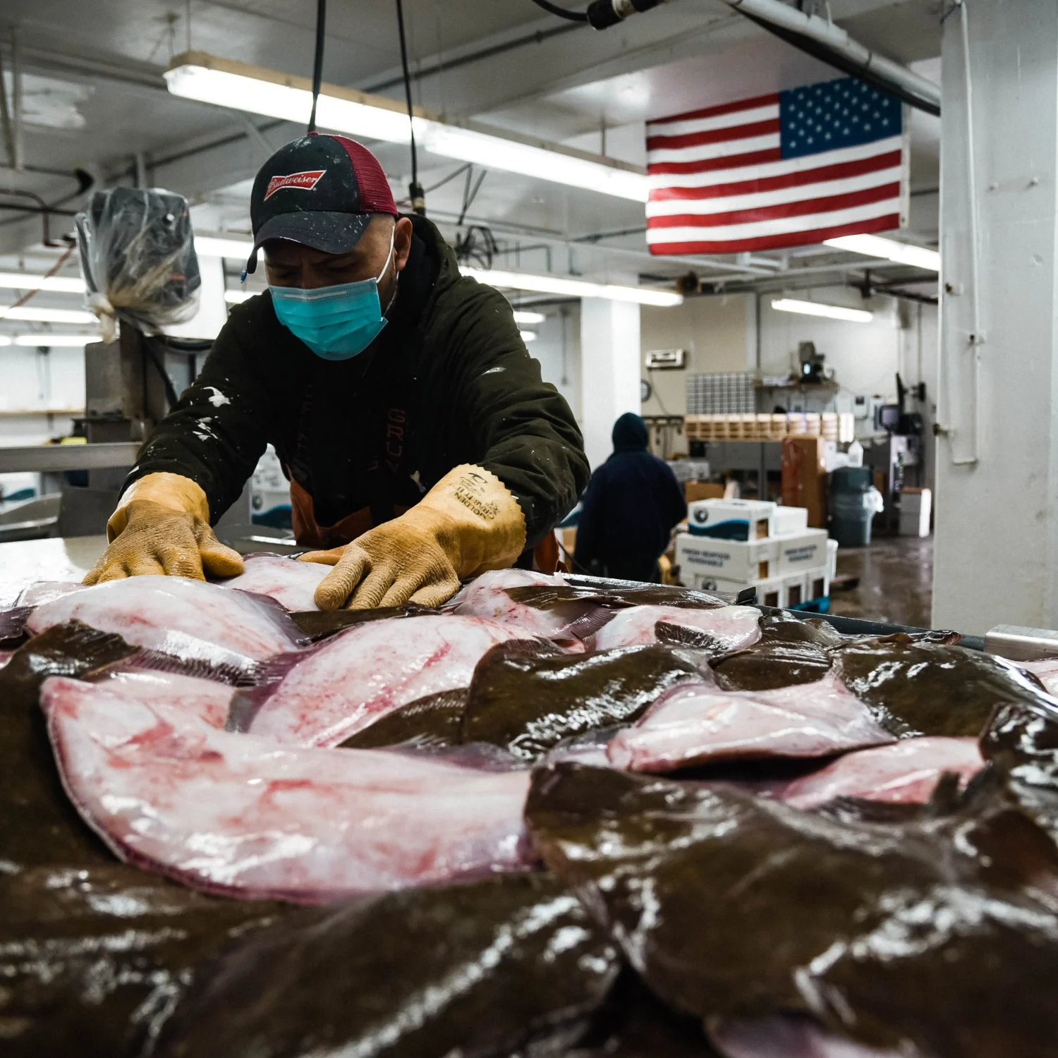 Sorting whole fish received from fishing boats