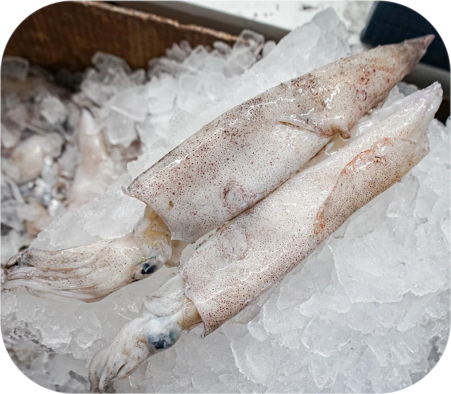 Whole Longfin Squid from Red’s Best’s seafood selection